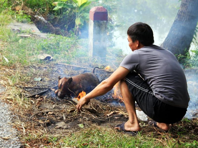 vạch lông chó bằng cách thui lửa